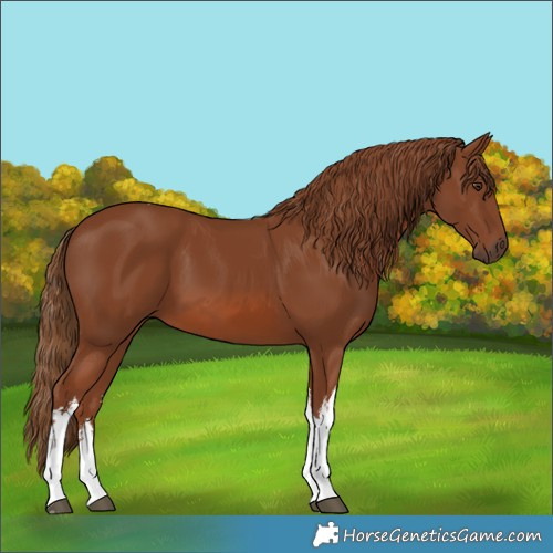 Horse Color:White Spotted Chestnut Tobiano 