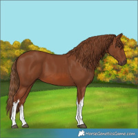 Horse Color:White Spotted Chestnut Tobiano