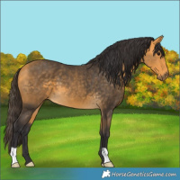 Horse Color:Buckskin 