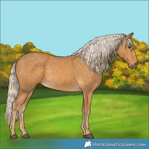 Horse Color:Palomino