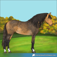 Horse Color:Buckskin 