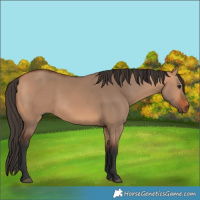 Horse Color:Bay Dun