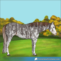 Horse Color:Liver Chestnut Sabino Splash Appaloosa and Liver Chestnut Sabino Splash Appaloosa
