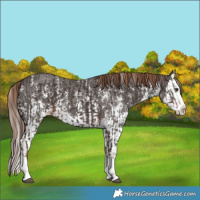 Horse Color:Liver Chestnut Sabino Splash Appaloosa  and Liver Chestnut Sabino Splash Appaloosa 