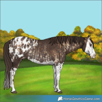 Horse Color:Liver Red Onyx Splash Appaloosa and Liver Chestnut Splash Appaloosa Rabicano