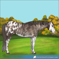 Horse Color:Liver Red Onyx Splash Blanket  and Liver Chestnut Splash Blanket Rabicano 