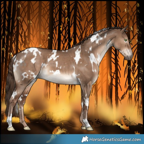 Horse Color:White Spotted Liver Red Dun Brindle 