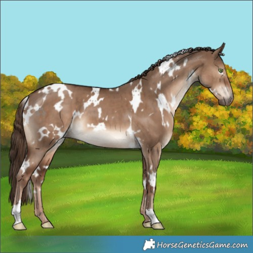 Horse Color:White Spotted Liver Red Dun Brindle 