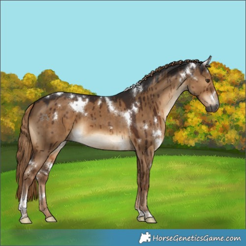 Horse Color:Gray White Spotted Liver Red Dun Tobiano Brindle 