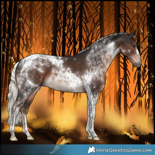 Horse Color:Liver Chestnut Mushroom Sabino Tobiano 