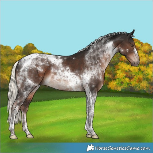 Horse Color:Liver Chestnut Mushroom Sabino Tobiano 
