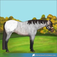 Horse Color:Brown Roan Appaloosa 