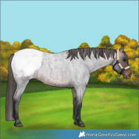Horse Color:Brown Roan Snowcap