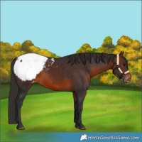 Horse Color:Brown Appaloosa 