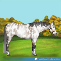 Horse Color:Gray Brown Dun Near Leopard