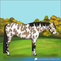Horse Color:Gray Brown Dun Appaloosa 