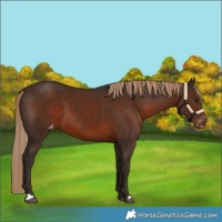Horse Color:Liver Chestnut Appaloosa 