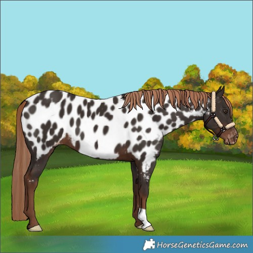 Horse Color:Liver Chestnut Appaloosa