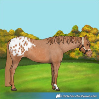 Horse Color:Chestnut Blanket 