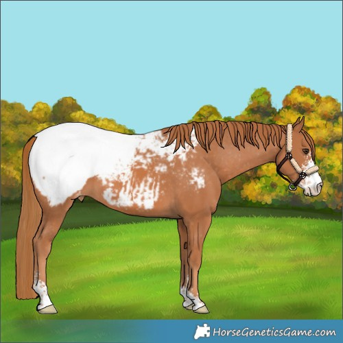 Horse Color:Chestnut Sabino Appaloosa