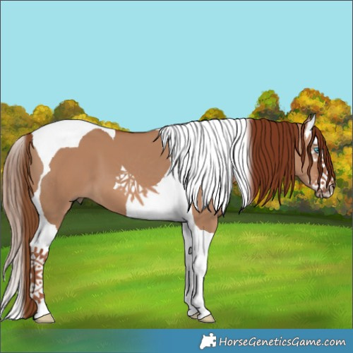 Horse Color:Red Dun Splash Tobiano 