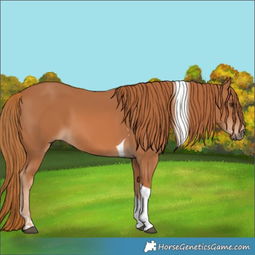 Horse Color:Chestnut Tobiano 