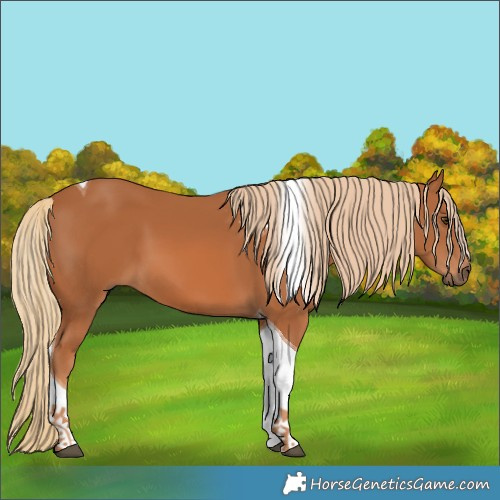 Horse Color:Chestnut Tobiano 