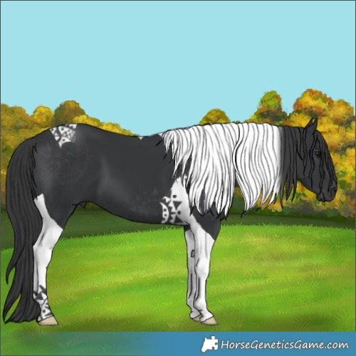 Horse Color:Black Tobiano 