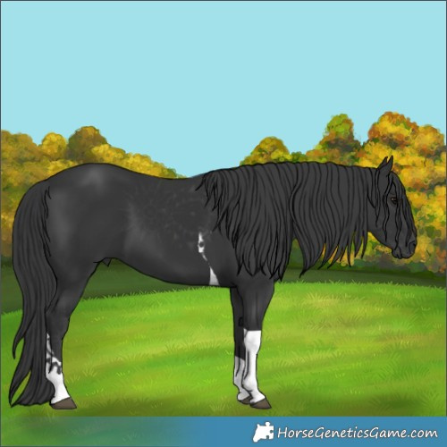 Horse Color:Black Tobiano 