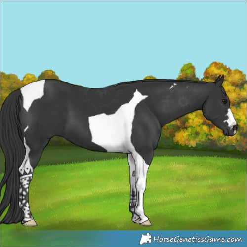 Horse Color:Black Tobiano 