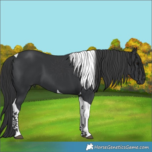 Horse Color:Black Tobiano 