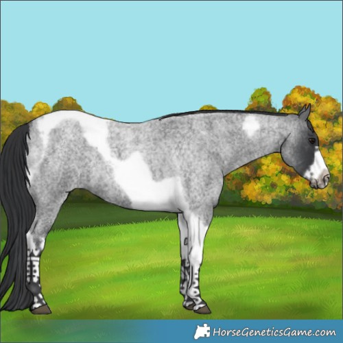 Horse Color:Blue Roan Tobiano Frame 