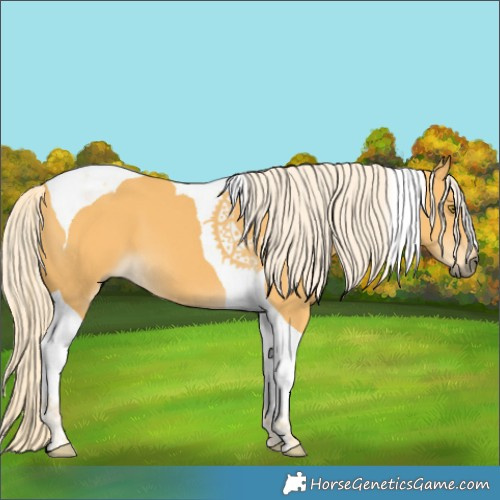 Horse Color:Palomino Tobiano 