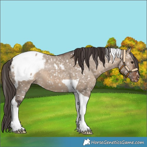 Horse Color:Brown Dun Tobiano Appaloosa 