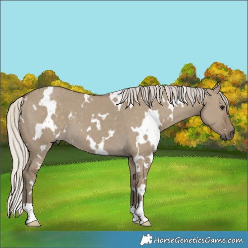 Horse Color:White Spotted Silver Smoky Grullo 