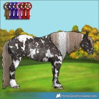 Horse Color:White Spotted Liver Chestnut Snowflake VarnishRabicano 