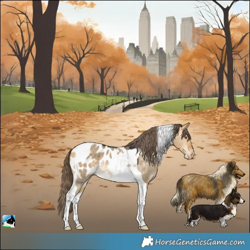 Horse Color:Buckskin Dun Tobiano Appaloosa Rabicano