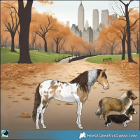Horse Color:Buckskin Dun Tobiano Appaloosa Rabicano