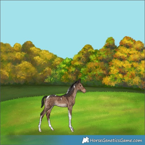 Horse Color:Liver Red Dun Tobiano Varnish Rabicano Brindle 