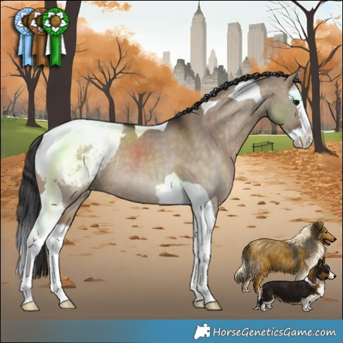 Horse Color:Brown Dun Splash Tobiano Snowcap Rabicano 