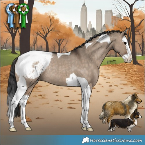 Horse Color:Brown Dun Splash Tobiano Snowcap Rabicano 