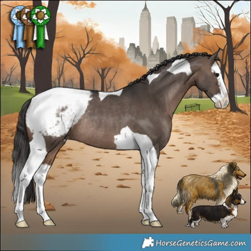 Horse Color:Brown Dun Splash Tobiano Appaloosa Rabicano 