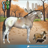 Horse Color:Brown Dun Splash Tobiano Snowcap Rabicano 