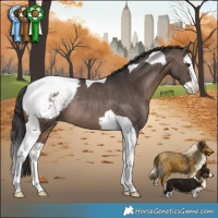 Horse Color:Brown Dun Splash Tobiano Appaloosa Rabicano 