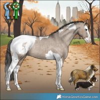 Horse Color:Brown Dun Splash Tobiano Appaloosa Rabicano 