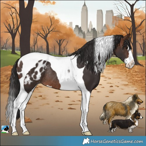 Horse Color:Brown Splash Tobiano Blanket Rabicano