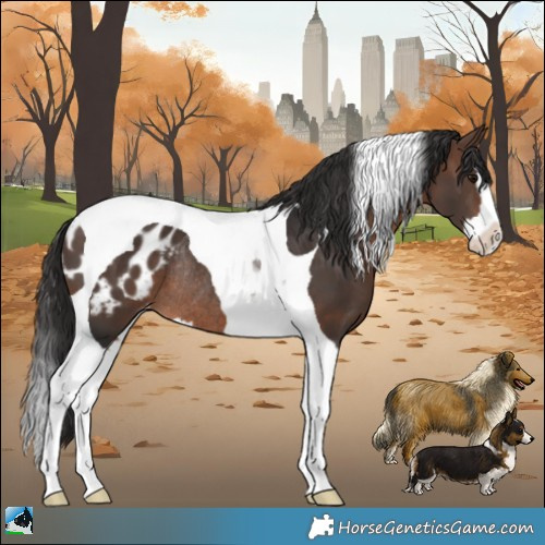 Horse Color:Brown Splash Tobiano Appaloosa Rabicano