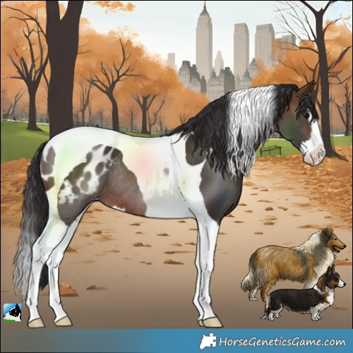 Horse Color:Brown Splash Tobiano Blanket Rabicano 