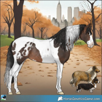 Horse Color:Brown Splash Tobiano Appaloosa Rabicano