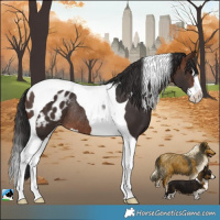 Horse Color:Brown Splash Tobiano Blanket Rabicano